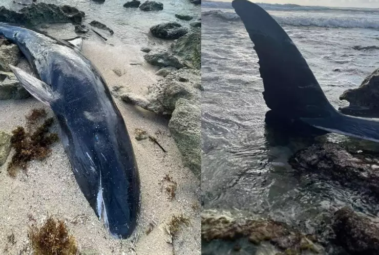 Encuentran una orca enana muerta en las costas de Cozumel
