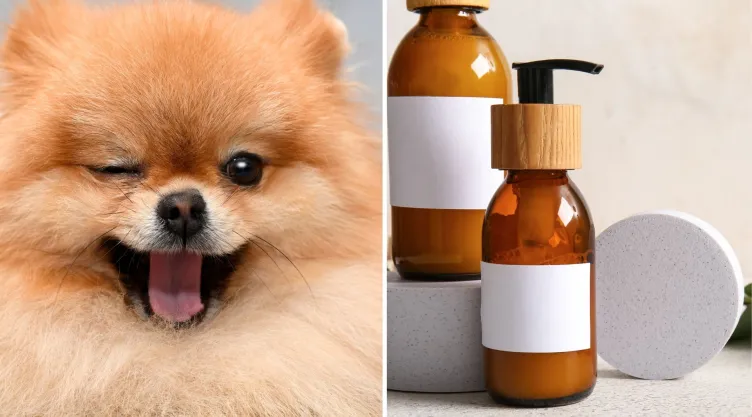 Cuál es el mejor shampoo seco para perros en México, según la IA