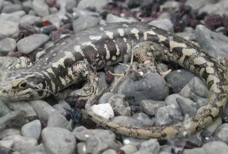 gatos, peligro de extinción, especies 3.jpg