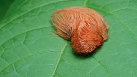 Alertan por invasión de venenosa oruga peluche en Zapopan, Jalisco