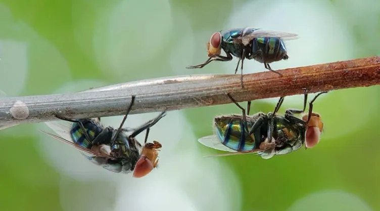 Insecticida natural y económico para ahuyentar moscas de forma casera