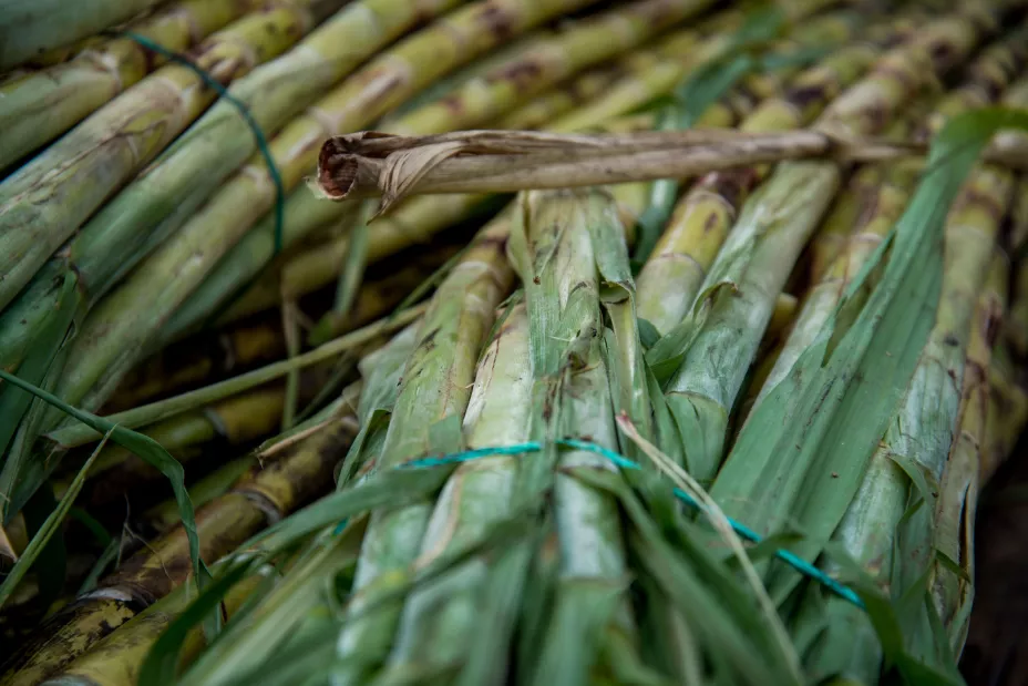 Sader 25 de agosto.jpeg