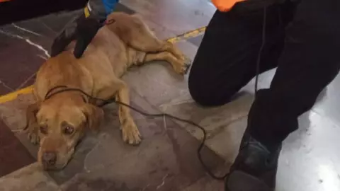 rescatan perro linea 1.jpg