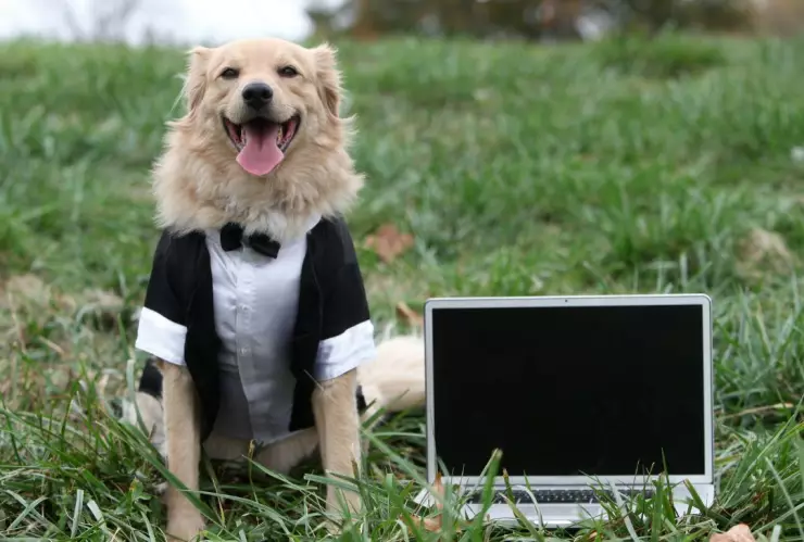 Perrito en TikTok se hace viral por ir a boda sin dueño