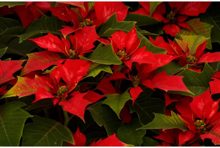 nochebuena planta cuidados