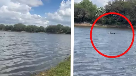 Perro Husky conmueve en redes al buscar desesperadamente a su dueño ahogado, en Aguascalientes