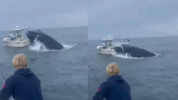 Ataque de Ballena