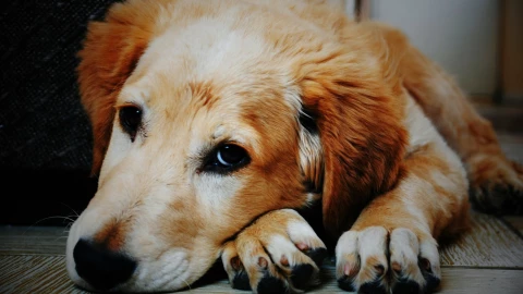 Todo lo que debes saber sobre la Ley Duque.jpg