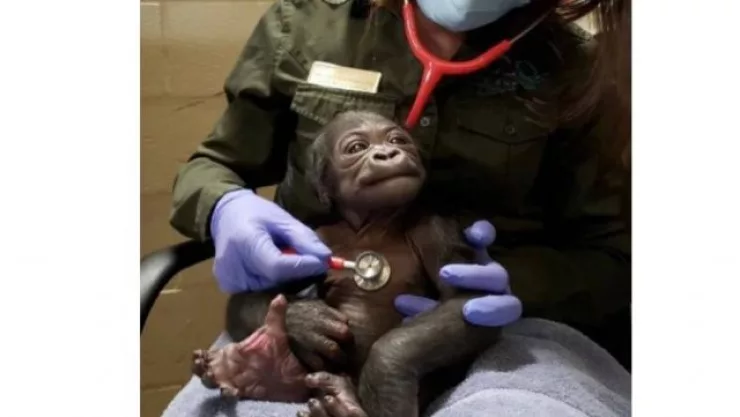 El bebé gorila es revisado por los veterinarios del Franklin Park Zoo