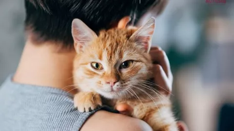 gatos manipuladores.jpg