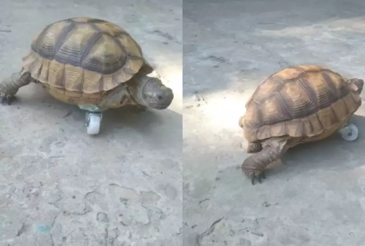 Tortuga con pequeña rueda como ‘prótesis’ de su pata se viraliza en TikTok.jpg