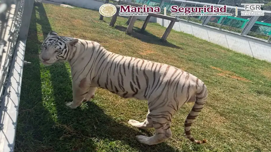 Animales exóticos aseguramiento (1).jpg