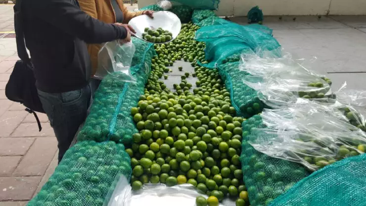 Productores de limón suspenden labores en Michoacán extorsiones