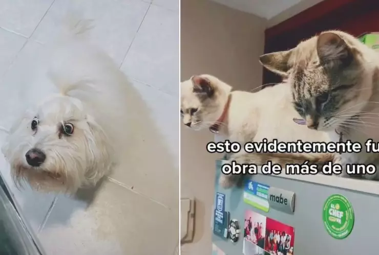 mascotas se comen pollo rostizado y dueño inicia una investigación en tiktok.jpg