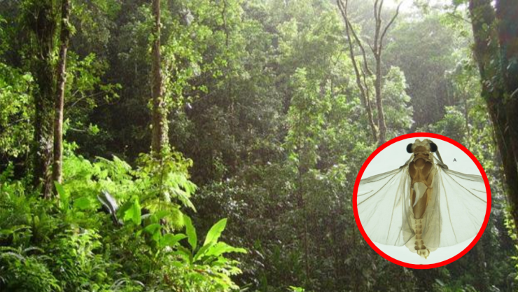 insecto parásito en Veracruz