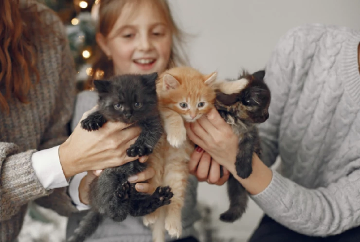 Prohíben adopciones de gatos 