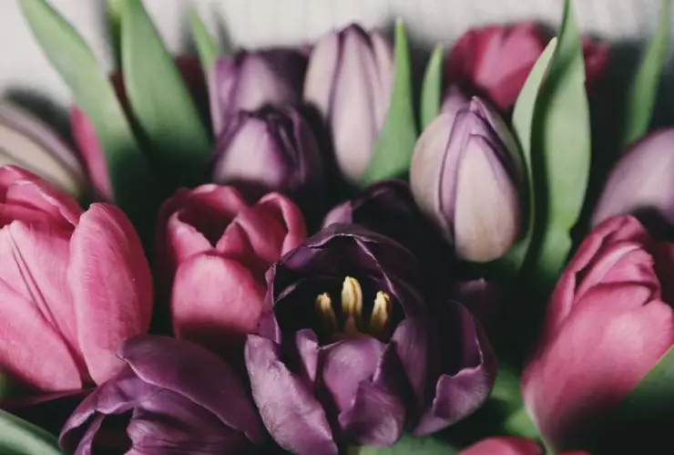 Flores Moradas ¿Cuál es la canción que inspiró el Trend de TikTok para regalar flores el 9 de noviembre?