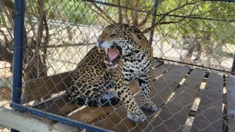 Tráfico de animales en Jalisco