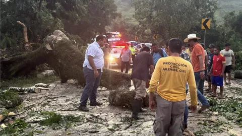 Lluvias en Chiapas dejan árboles caídos