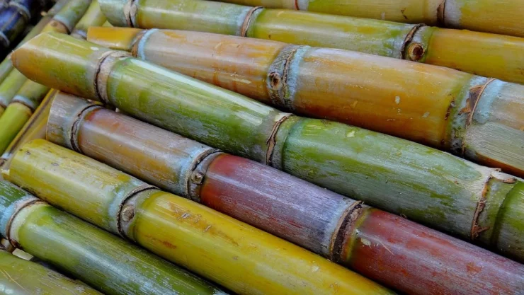 caña de azúcar beneficios.jpg