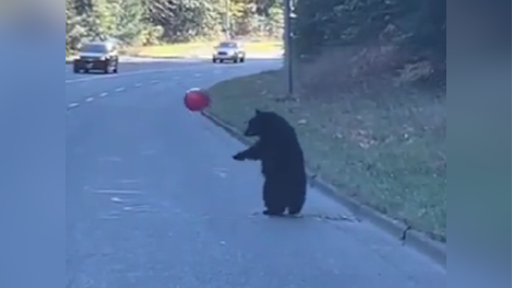 Un oso con un globo