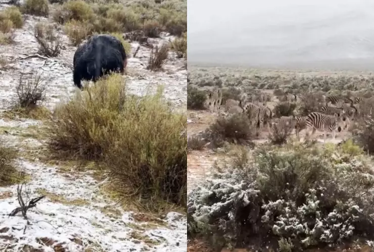 ¡Difícil de creer! Así se vió la caída de nieve en África | VIDEO