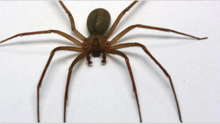 ¿Cómo identificar a la araña violinista?