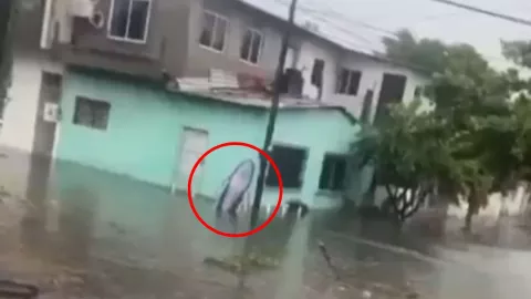 VIDEO: Captan a tiburón nadando en las calles inundadas de Veracruz