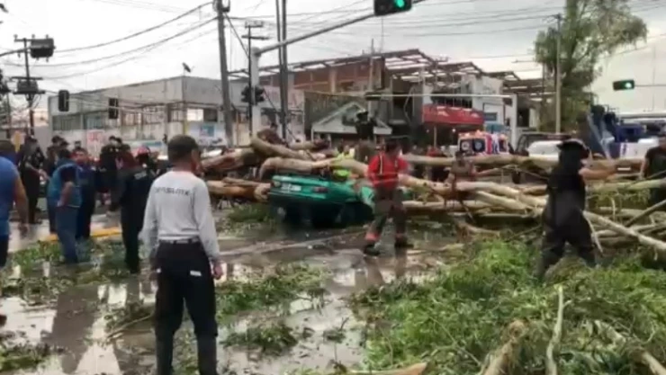 cae arbol muere hombre ecatepec.jpg