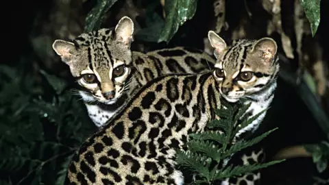 Margay