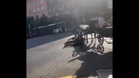 Un caballo muere durante ola de calor en Palma de Mallorca, España 2022.