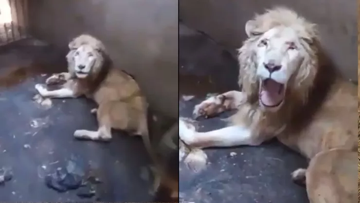 En una jaula llena de excremento, murió un león blanco en el Zoológico de Culiacán