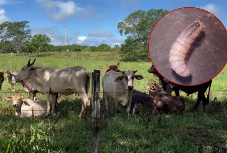 Primer caso en humanos del gusano barrenador en la Península de Yucatán ¿Qué enfermedades causa_?