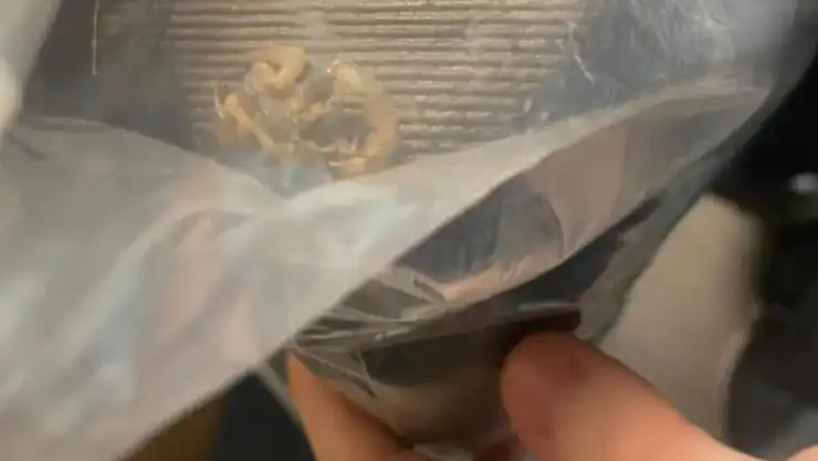 Escorpión en pedido de Shein