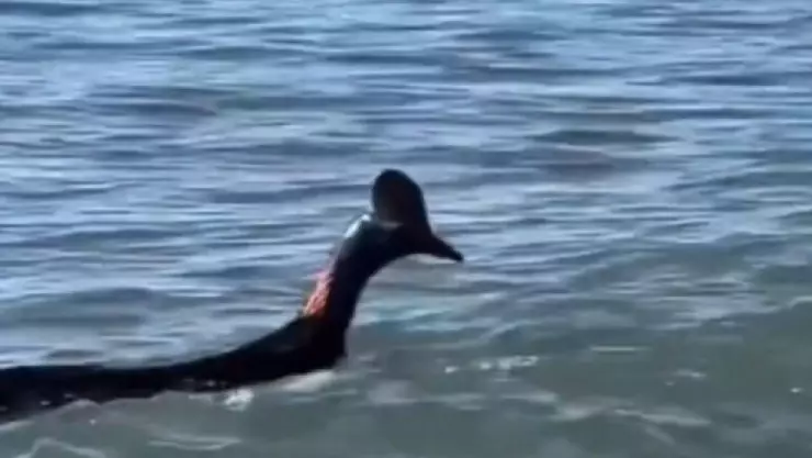 El ave más peligrosa del mundo fue avistada en Australia y sorprende a bañistas; video.jpg