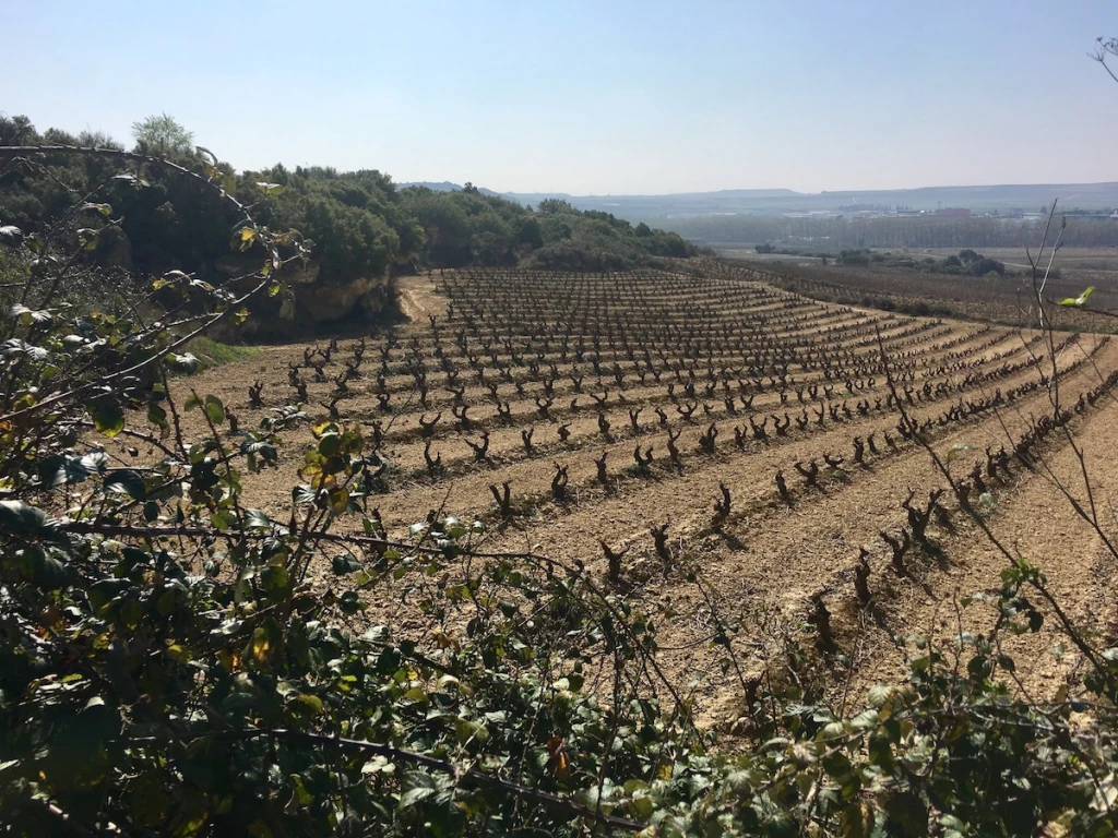 viñedo bodegas familiares matarromera