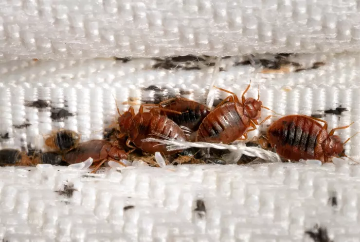 Temporada de chinches en México: 6 compuestos aprobados por EUA que sí las eliminan