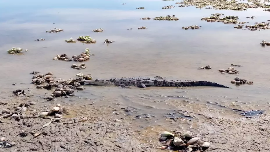 Profepa integra grupo para monitorear cocodrilos en Culiacán.jpg