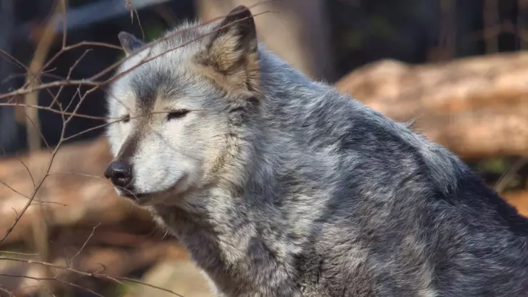 Escapa lobo de Corea del Sur