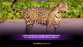 ¿Qué hacer si alguien se encuentra un jaguar en carretera o selva?