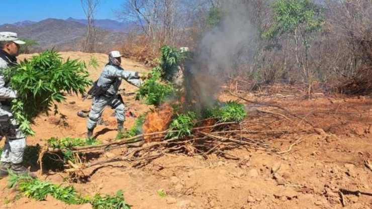 Durango Guardia Nacional destruye 28 mil plantas marihuana