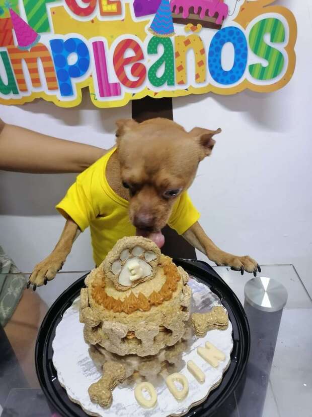Perrito y pastel de cumpleaños.jpg