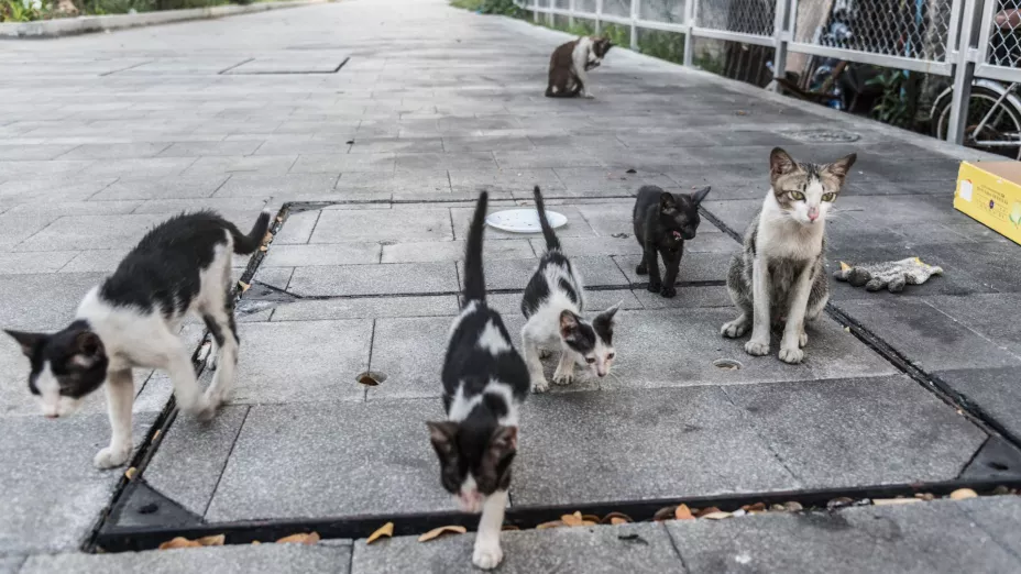 ¿Dónde estará ubicado el nuevo refugio para mascotas en Aguascalientes y cuándo estará listo