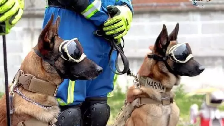 Ecko y Evil, perros de rescate de la Semar.jpg
