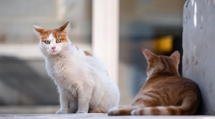 mighigan-ladron-gatos.jpg
