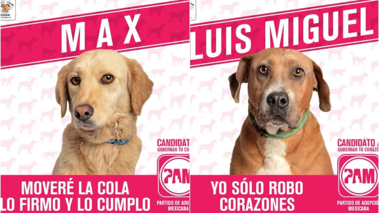 pam_candidatos_perros.jpg