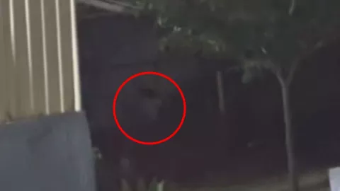 Las imágenes generaron diversas interpretaciones en redes sociales