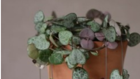 plantas de interior colgantes Ceropegia String of Hearts.png