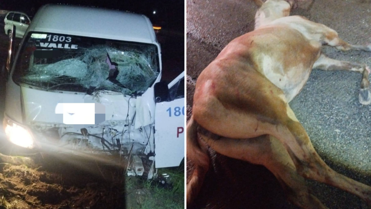 Choque entre camioneta de transporte y caballo deja un lesionado en la Silao-San Felipe.png
