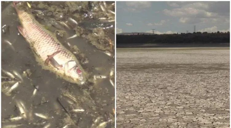 Se registra muerte de peces en presa de Hidalgo debido a sequía